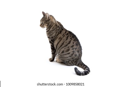Full body side view of a grey striped tabby cat looking away isolated on a white background