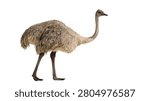Full body side view of a large flightless emu bird standing