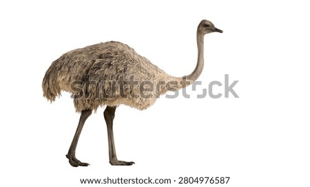 Full body side view of a large flightless emu bird standing