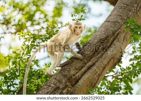 Full body side view of Macaca or little brown monkey in a natural forest park climbing a tree. It turns its head to meet your gaze and is enjoy, curious, at Khao Ngu Stone Park, Ratchaburi, Thailand.