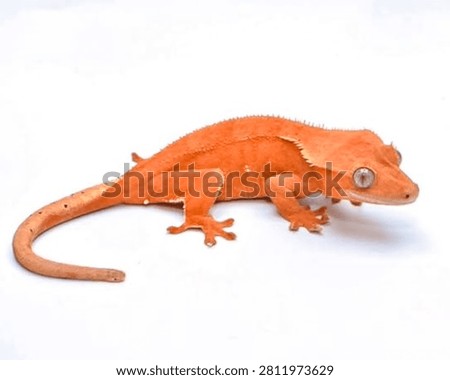 Full body side view of an orange crested gecko isolated on white background