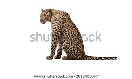 Full body side view of a sitting leopard with spotted fur pattern