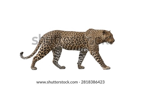 Full body side view of a walking leopard with spotted fur pattern