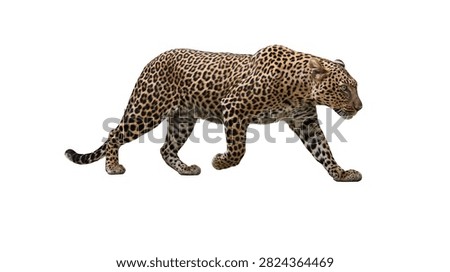 Full body side view of a walking leopard with spotted fur pattern