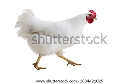 Full body side view of a white hen walking
