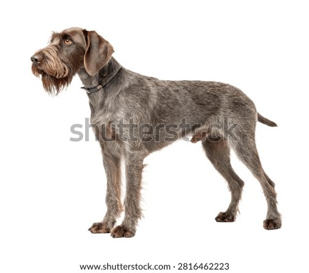 A Full Body Slovakian Wirehaired Pointer Dog With Isolated On White Background