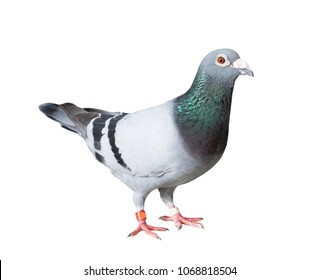 full body of speed racing pigeon bird with banding leg ring isolated white background