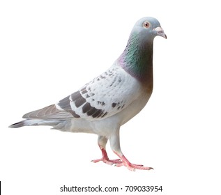 6,108 Pigeon Racing Images, Stock Photos & Vectors 