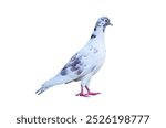 Full body of standing pigeon bird isolated on white background with clipping path, Front view