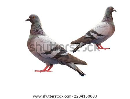 full body of standing pigeon bird, pidgeon isolated on white background, clipping path include
