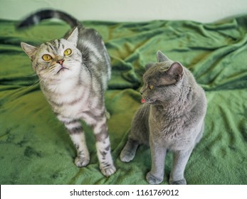 Male Tabby Images Stock Photos Vectors Shutterstock