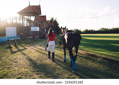 Full Body Of Unrecognizable Female Equestrian In Red Polo With Riding Hat In Hands Walking Dark Bay Horse In Wraps On Grassy Field In Farmland