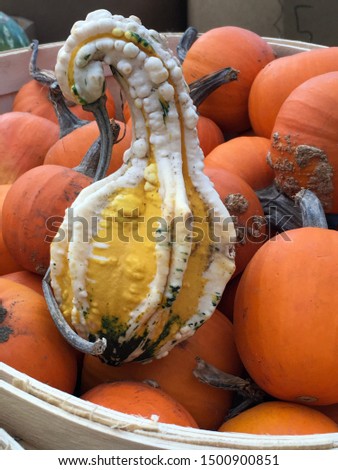 Full body view of crook neck gourd / squash resting on a bushel of orange pumpkins. Squash looks like a swan. Humour in nature.