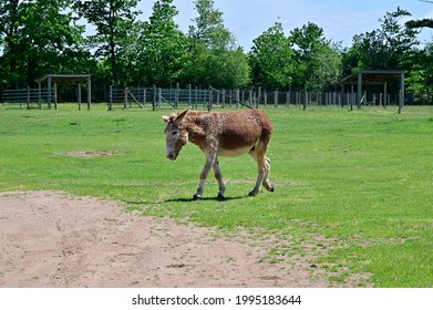 Full Body View Of A Zonkey Which Is A Cross Between A Donkey And A Zebra, Seen In Colombia