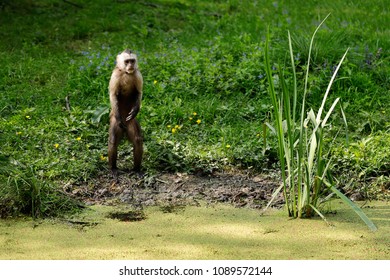 Full Body Of White-headed Capuchin Monkey - New World Monkey Of The Subfamily Cebinae.