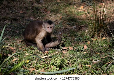 Full Body Of White-headed Capuchin New World Monkey Of The Subfamily Cebinae. Photography Of Nature And Wildlife.