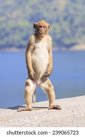 Full Body Of Young Male Natural Wild Rhesus Macaque Monkey Standing On Ground With Blue Background