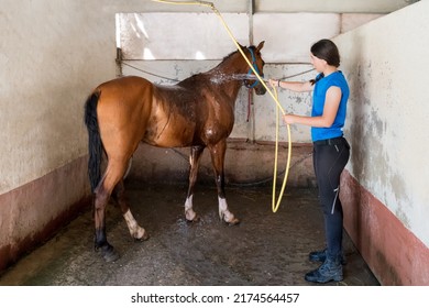 Full Body Young Woman With Dark Hair Using Hose To Pour Clean Water On Bay Horse Inside Box With Concrete Walls
