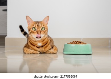 A Full Bowl Of Dry Food And A Licking Domestic Cat On The Floor In The Room.