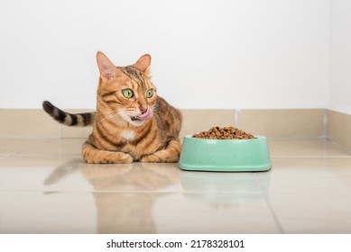 A Full Bowl Of Dry Food And A Licking Domestic Cat On The Floor In The Room.