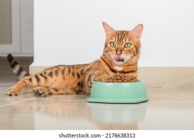 A Full Bowl Of Dry Food And A Licking Domestic Cat On The Floor In The Room.