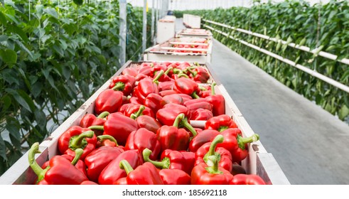 Full carts with just harvested red peppers in the corridor of a Dutch pepper nursery.