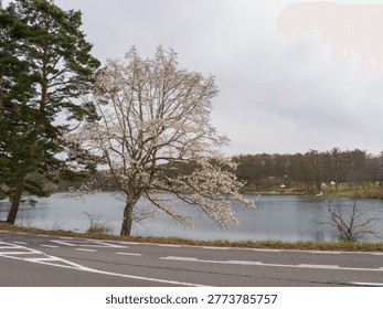 Full Cherry Tree Bloom Lakeside Pine Road Foreground