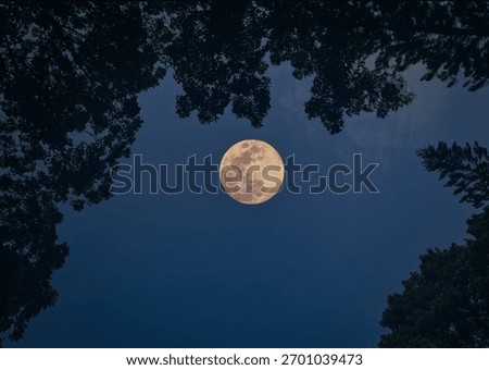 full cold moon through the tree leaves  with sky background at evening 