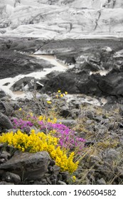 Full Of Colors From Artic Ice 