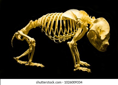 Bear Skeleton Images, Stock Photos & Vectors | Shutterstock