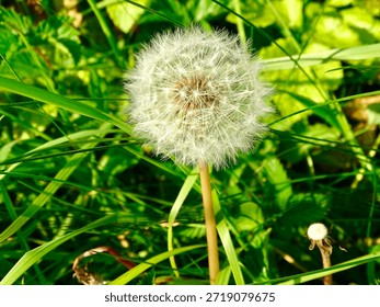                                Full Dandelion clock close up