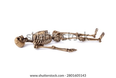 Full dark corpse human skeleton model in a relaxed supine position isolated on white background. Clear view of skull jaw open. ribcage, pelvis, and limbs.