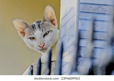 full face of cat on above the wall - Shutterstock ID 2394609963
