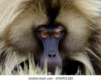 Full face closeup portrait of Gelada Monkey (Theropithecus gelada)  feeding on grass in Semien Mountains Ethiopia