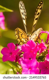 Full face portrait of a butterfly on a pink flower in summer