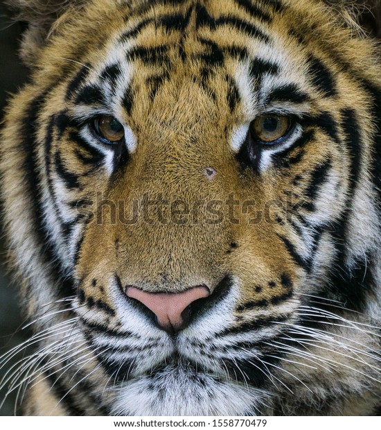 Full Face Tiger Sumatra Indonesia Stock Photo 1558770479 | Shutterstock