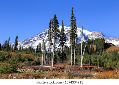 Full Of Fall Colors To Winter Transition Displayed At Mount Rainier National Park, Seattle Washington