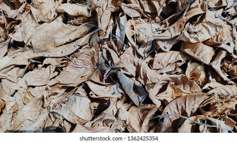 Full fall dry leaves, full of fram.