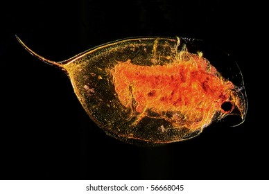 Full Focus Microscopic Image Of Plankton Water Flea Daphina At Contrast Microscope