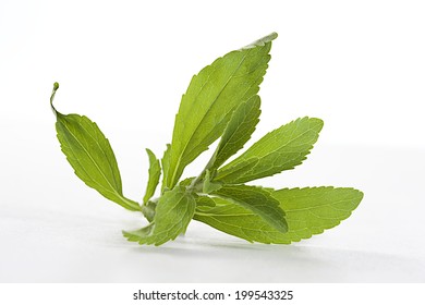 Full Focus Of Stevia Rebaudiana, Sweetleaf Sugar Substitute Cutout 