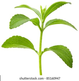 Full Focus Of Stevia Rebaudiana, Sweetleaf Sugar Substitute Cutout