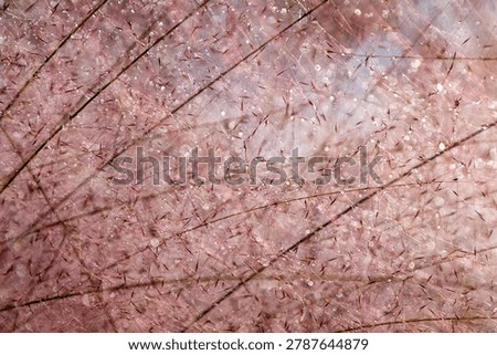 Full frame abstract background of soft pink muhly grass texture with sparkling dewdrops and diagonal lines for cosmetic packaging