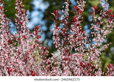Full frame abstract texture background of flower blossoms on a purple leaf sand cherry bush (prunus cistena)