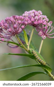 Full frame abstract texture background of a monarch caterpillar (danaus plexippus) munching on a pink and white swamp milkweed (asclepias incarnata) wildflower in bloom