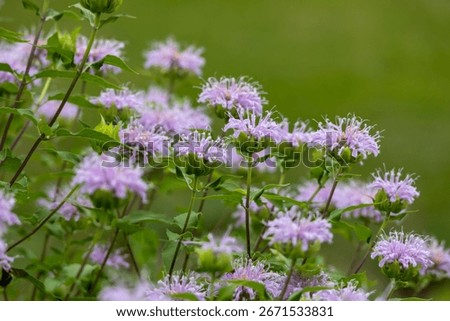 Full frame abstract texture background of purple blooming wild bergamot (monarda fistulosa) wildflowers with defocused background. Also called bee balm.