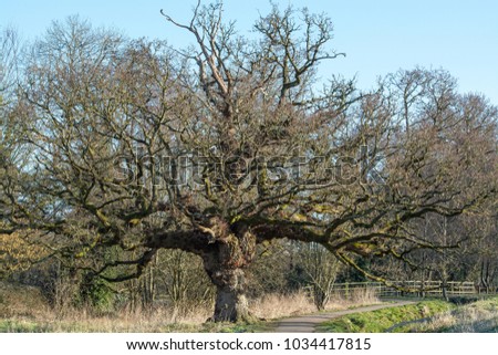 Full frame of an ancient oak tree next to a small road with a fence and other trees in the background; it stands in a nature reserve near Wellington, Somerset, UK.