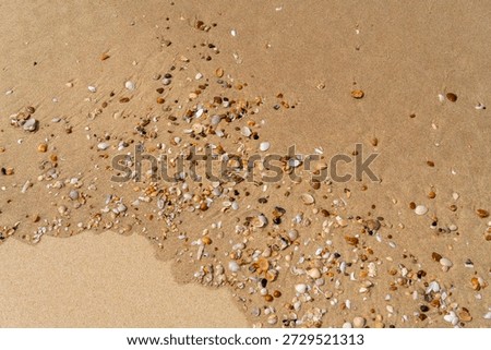 Full frame backdrop seen small colorful clam shells on sandy back