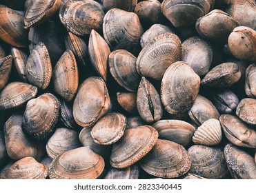 Full frame background of dark gray and brown clam shells tightly packed together.