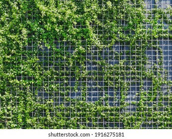 Full Frame Background of Fresh Green Climbing Plants on Metal Wire Mesh Fence