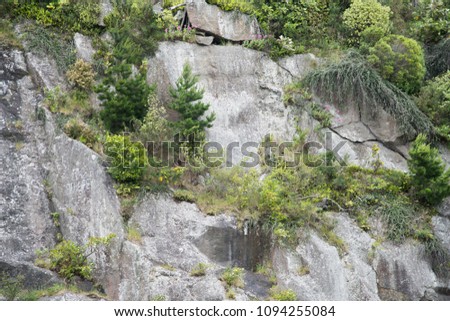 Full frame background of greenery growing on bluestone rock face in Port Chalmers, New Zealand